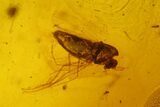 Two Fossil Flies (Diptera) In Baltic Amber #145398-1
